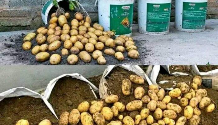 How to Grow Potatoes in Buckets at Home: 6 Step-by-Step Guide